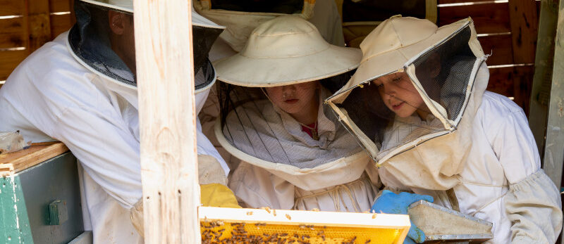 Blog March 2026 Apiaries